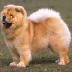 caine Chow Chow