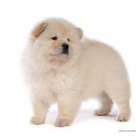 Chow Chow catel pui alb