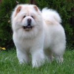 caine Chow Chow alb in iarba