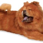 caine Chow Chow maro culcat