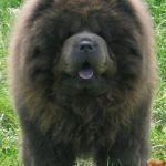 caine Chow Chow leul negru fata