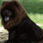 caine Chow Chow negru cu limba mov in pozitia sezi
