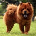 caine Chow Chow in lesa in parc