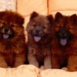 Chow Chow catei mici cu limba scoasa
