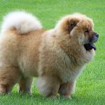 caine Chow Chow catel pe iarba