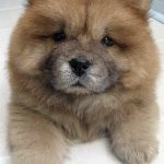 Chow Chow catel din fata cu cap