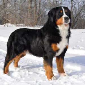 caine Ciobanesc Berna
