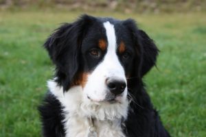 caine Ciobanesc Berna cap vazut de aproape