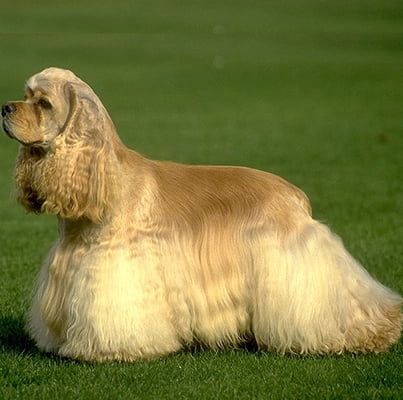 caine Cocker Spaniol American
