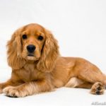Cocker Spaniol Englez catel auriu in pozitie culcat