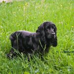 Cocker Spaniol Englez caine negru in iarba