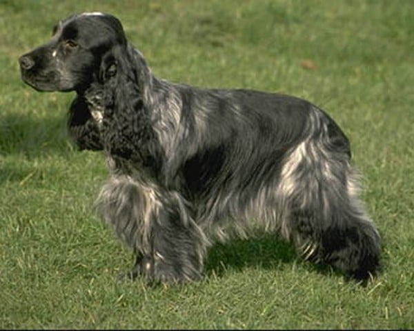https://www.toateanimalele.ro/wp-content/uploads/2016/05/Cocker-Spaniol-Englez6.jpg
