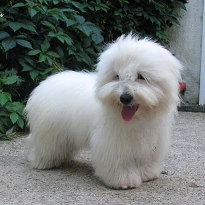 caine Coton de Tulear