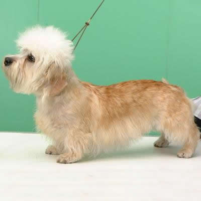 caine Dandie Dinmont Terrier