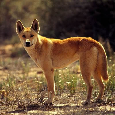 caine Dingo
