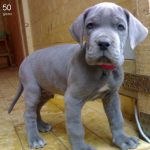 caine Dog german pui mic
