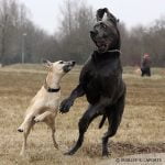 caine Dog german la joaca
