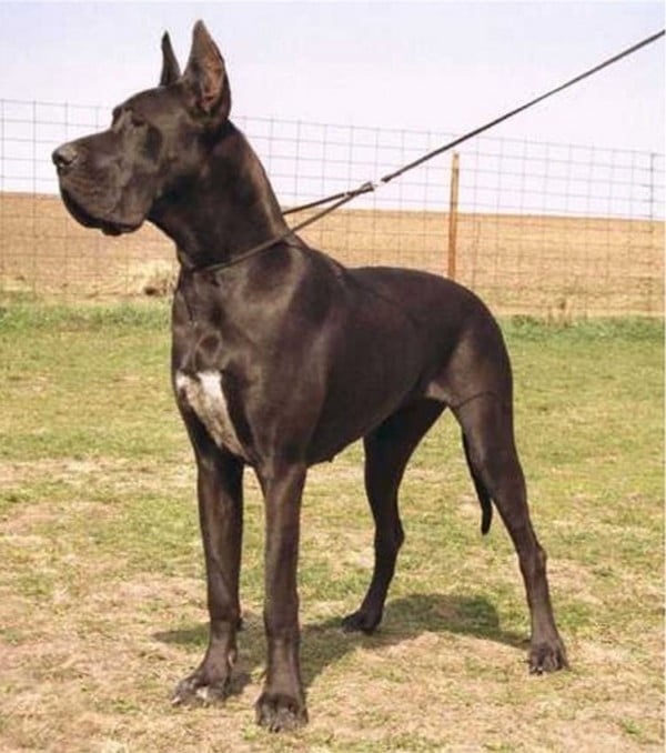 https://www.toateanimalele.ro/wp-content/uploads/2016/05/Dog-german5.jpg