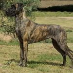 caine Dog german femela pe camp