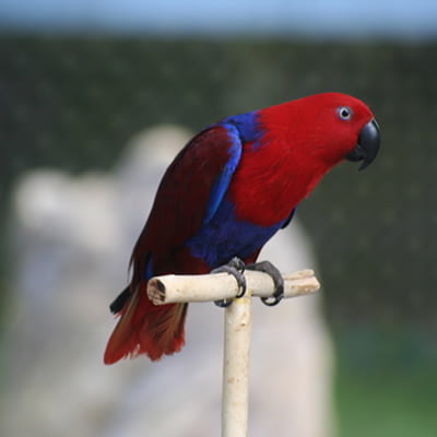 Papagalul Biak Eclectus