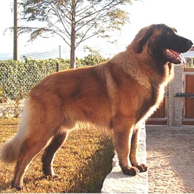 caine Estrela