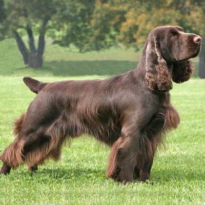 caine Field Spaniel