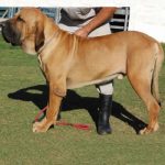 caine Fila Brasileiro
