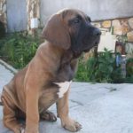 caine Mastif Brazilian pui mic