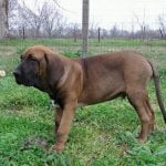 caine Mastif Brazilian maro