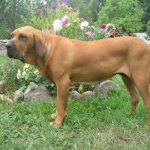 caine Mastif Brazilian in curte