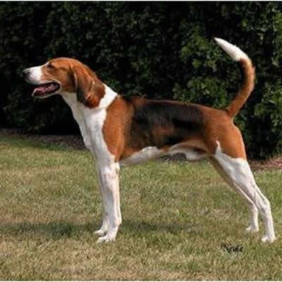 American Foxhound Toate Animalele