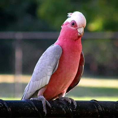 Papagalul Galah