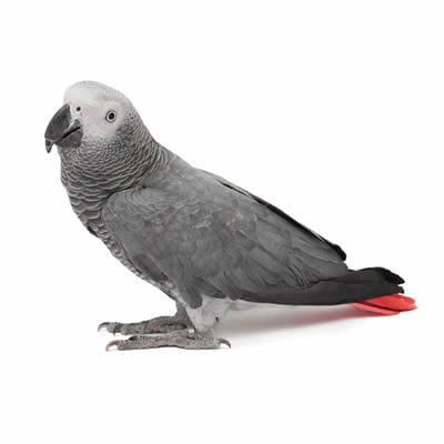 Papagalul Gri African