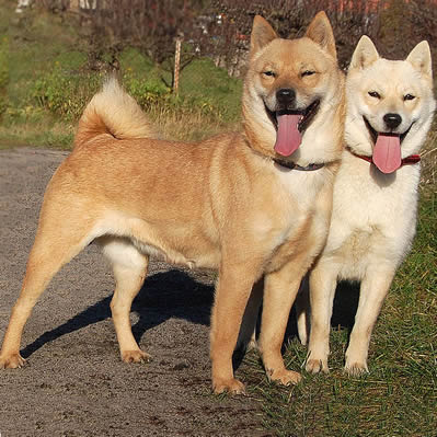 caine Hokkaido