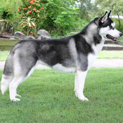 Husky Siberian Toate Animalele