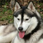 caine Husky Siberian pozitia culcat