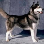 caine Husky Siberian corp standard