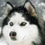 caine Husky Siberian ochi si urechi