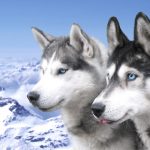 caine Husky Siberian caini cu ochi albastri