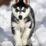 caine Husky Siberian catel in zapada