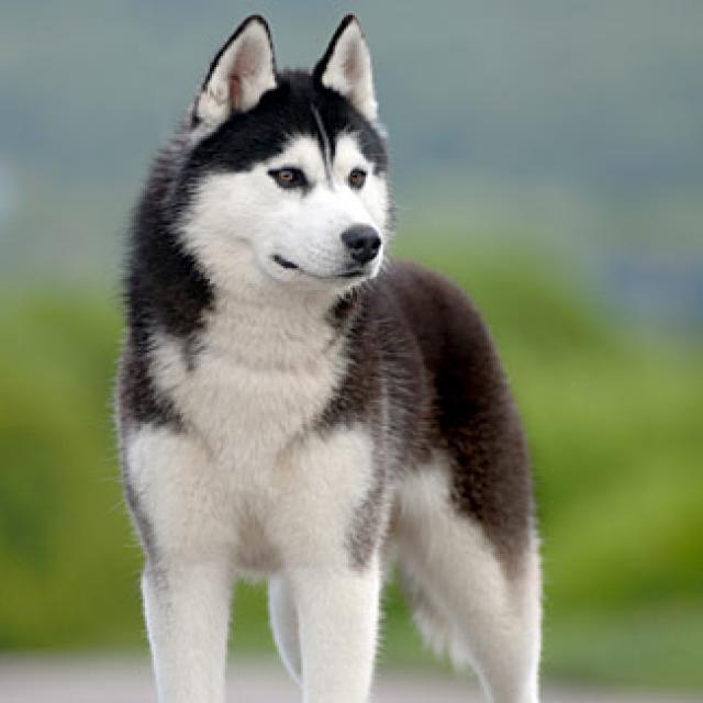 https://www.toateanimalele.ro/wp-content/uploads/2016/05/Husky-Siberian6.jpg