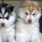 caine Husky Siberian catei mici