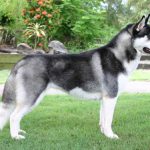caine Husky Siberian caine in iarba