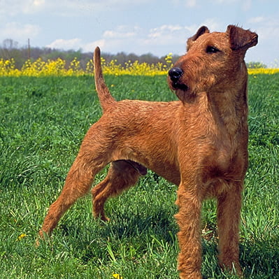 caine Irish Terrier