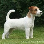 caine Jack Russell Terrier