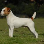 caine Jack Russell Terrier alb