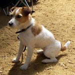 caine Jack Russell Terrier alb cu maro