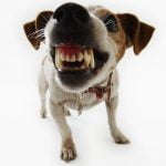 caine Jack Russell Terrier maraie