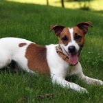 caine Jack Russell Terrier culcat in iarba