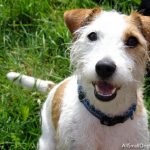 caine Jack Russell Terrier cu zgarda